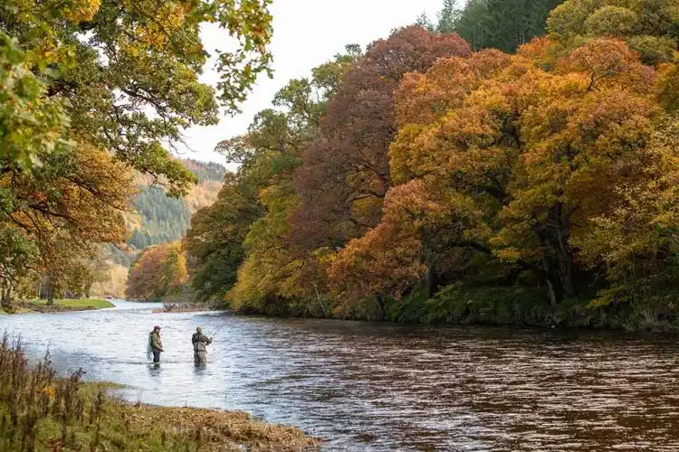 Autumn grayling flies – high-quality seasonal flies with fast shipping